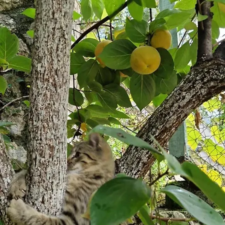 Lägenhet Stari Pazar 2