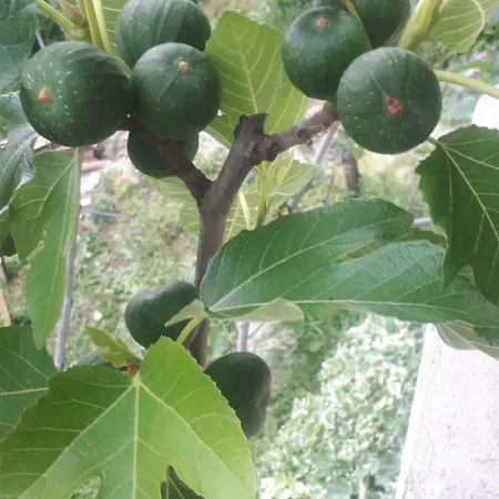 Stari Pazar 2 Apartman *