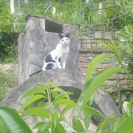 Stari Pazar 2 * 科尼茨